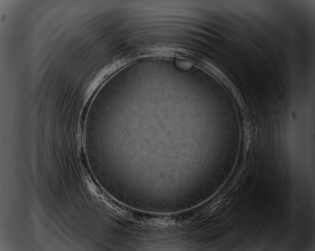 X0000051860994200507012336