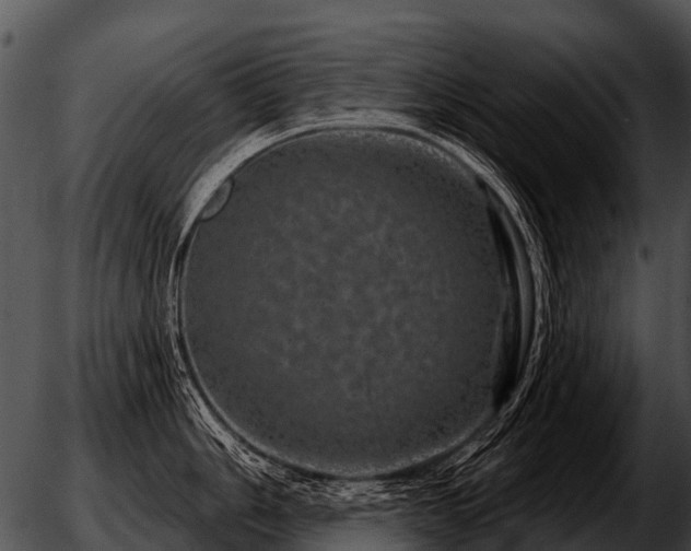 X0000051861006200507012336