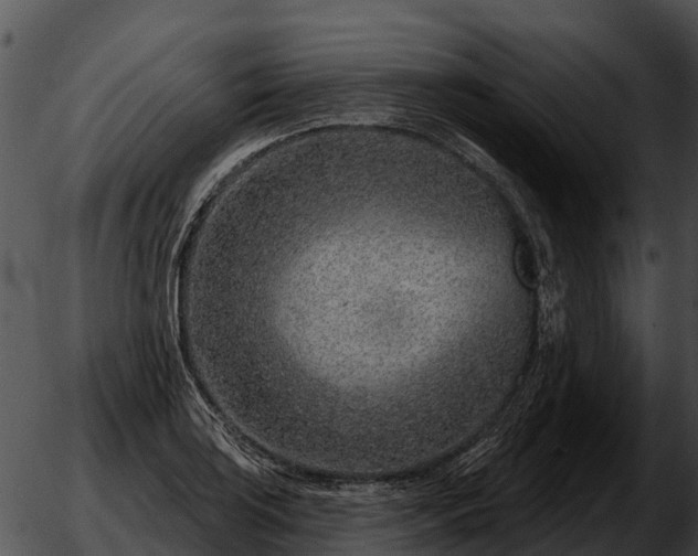 X0000051861035200507012335