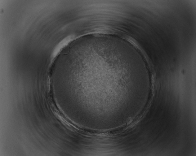 X0000051861067200507012335