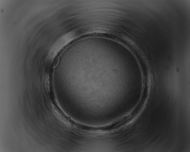 X0000051861113200507012333