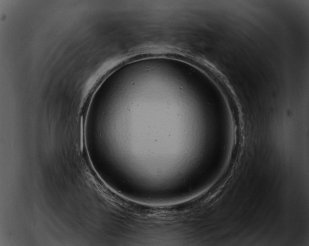 X0000051861175200507012333