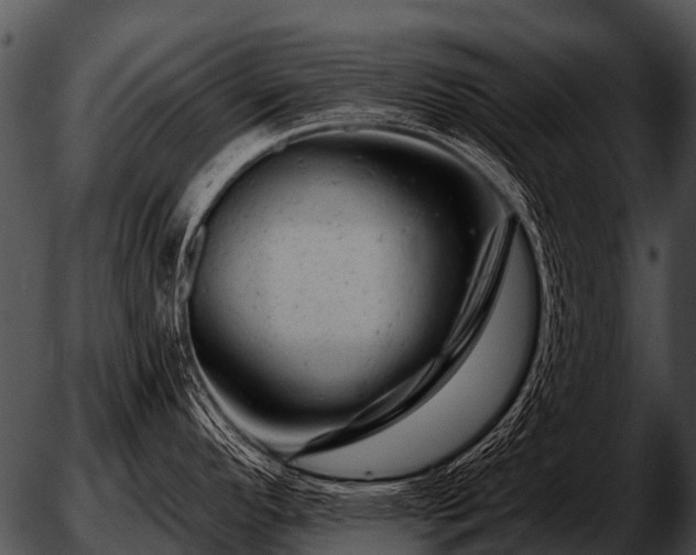 X0000051861296200507012331