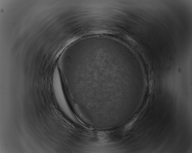 X0000051861361200507012330