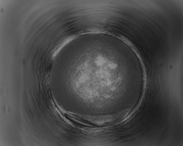 X0000051861385200507012329