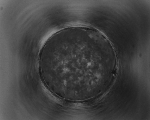 X0000051861463200507012328