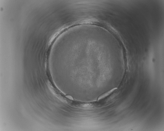 X0000051860059200507081833