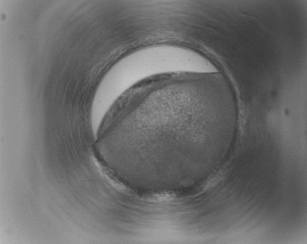 X0000051860065200507081833