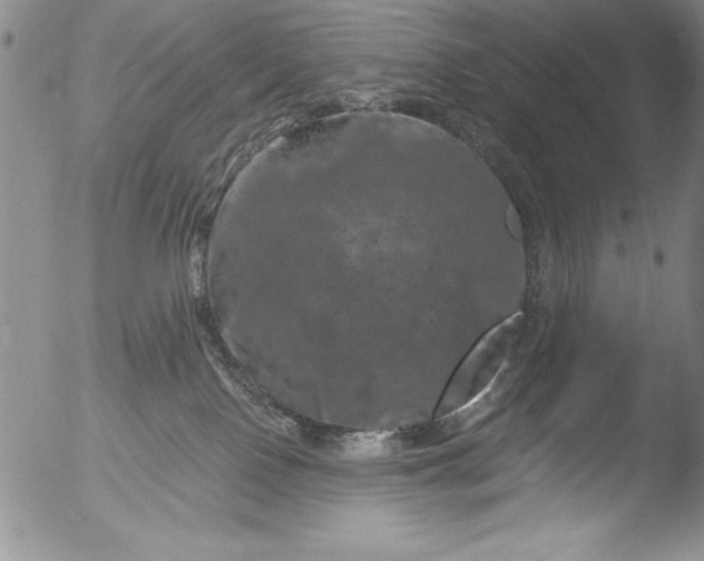 X0000051860090200507081833