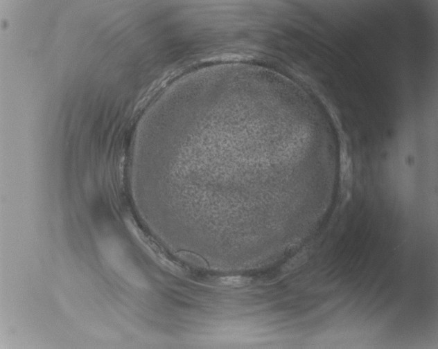 X0000051860153200507081831