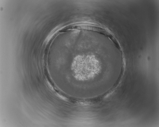 X0000051860199200507081831