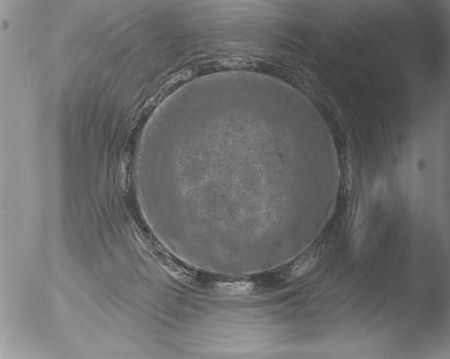 X0000051860266200507081830