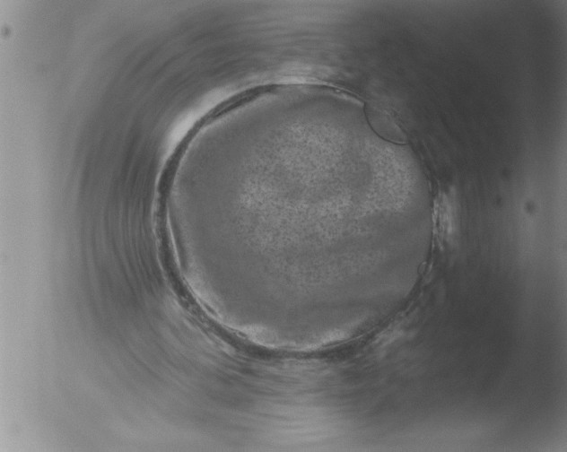 X0000051860292200507081829