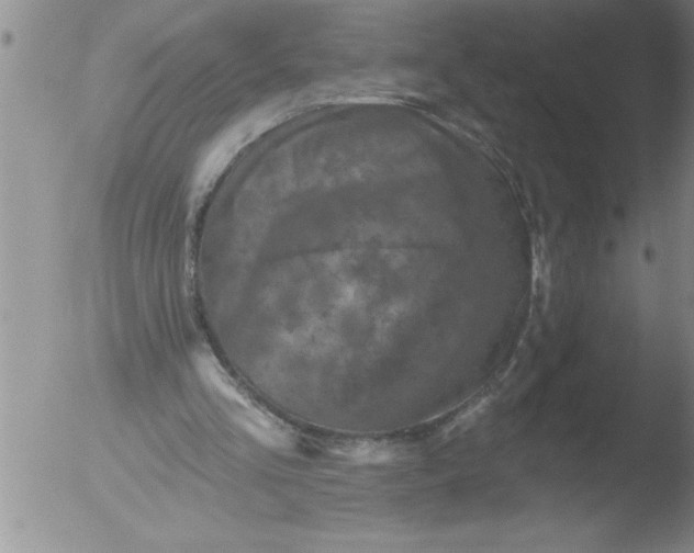 X0000051860293200507081829