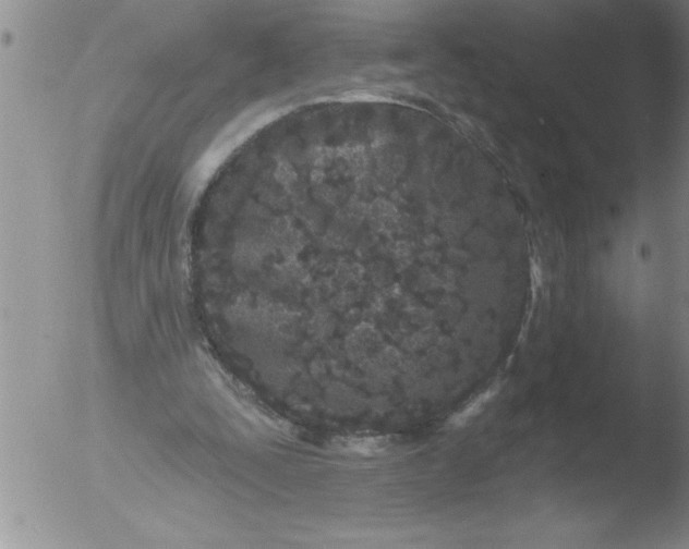 X0000051860295200507081829