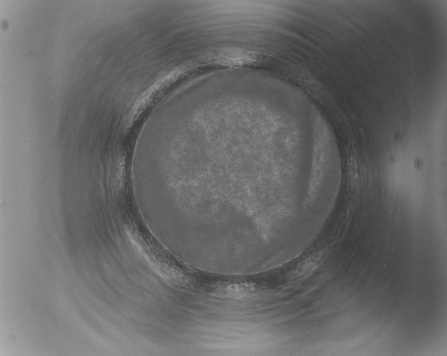 X0000051860304200507081829