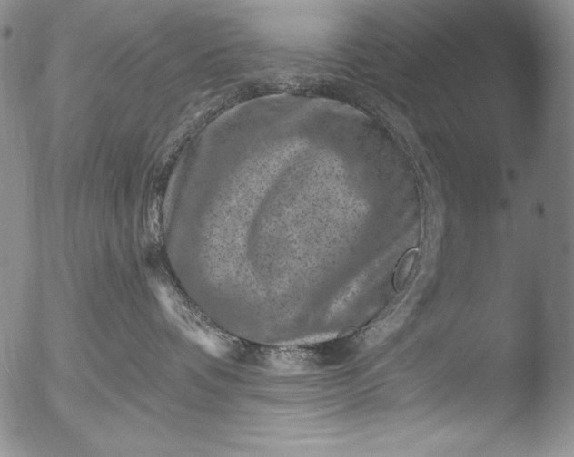 X0000051860336200507081829