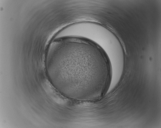 X0000051860387200507081828