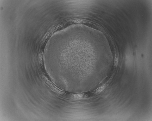 X0000051860473200507081827