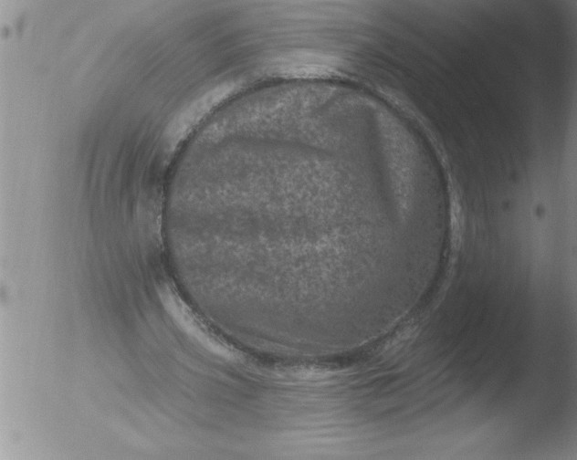 X0000051860533200507081825