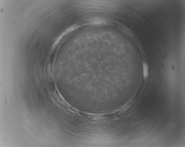 X0000051860579200507081825