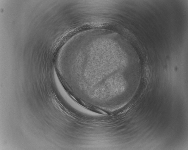 X0000051860596200507081824