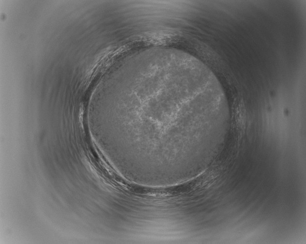 X0000051860694200507081823