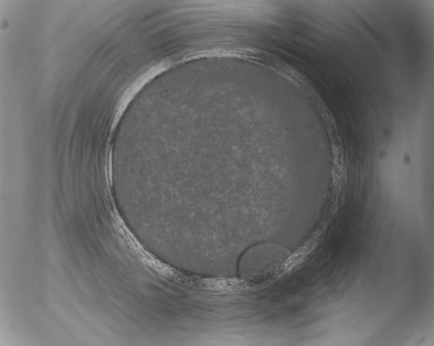 X0000051860804200507081821