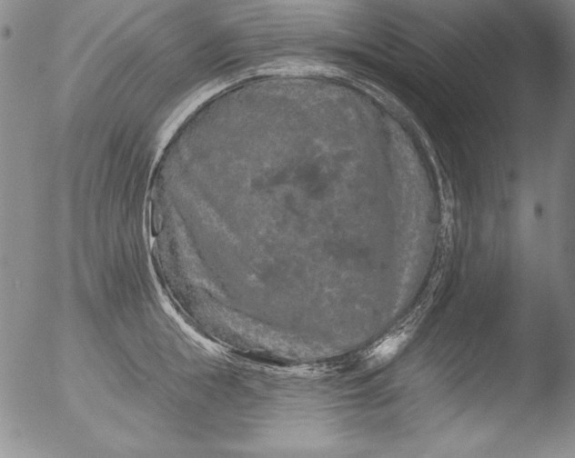 X0000051860855200507081821