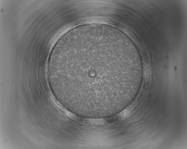 X0000051860856200507081821