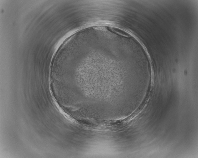 X0000051860861200507081821