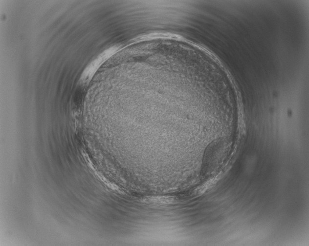 X0000051860953200507081819