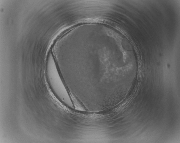 X0000051860992200507081818