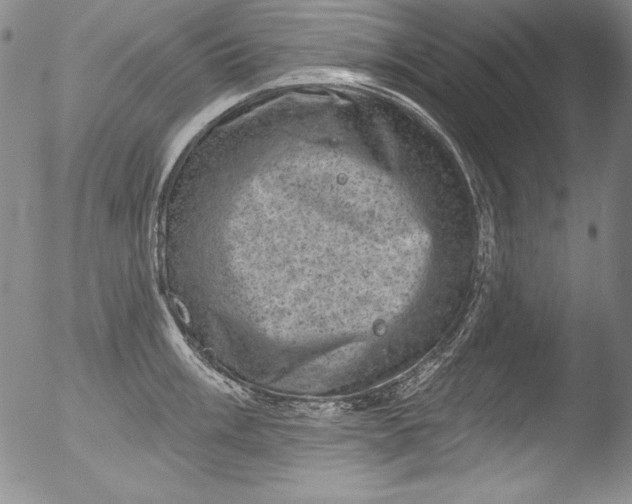 X0000051861003200507081818