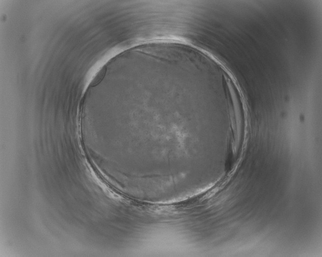 X0000051861006200507081818