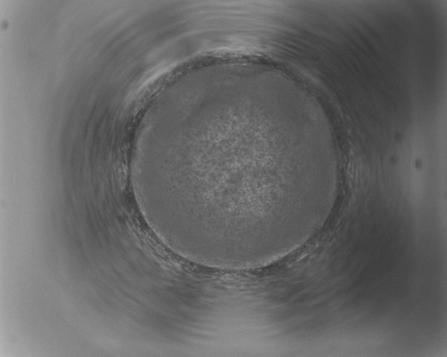 X0000051861015200507081817