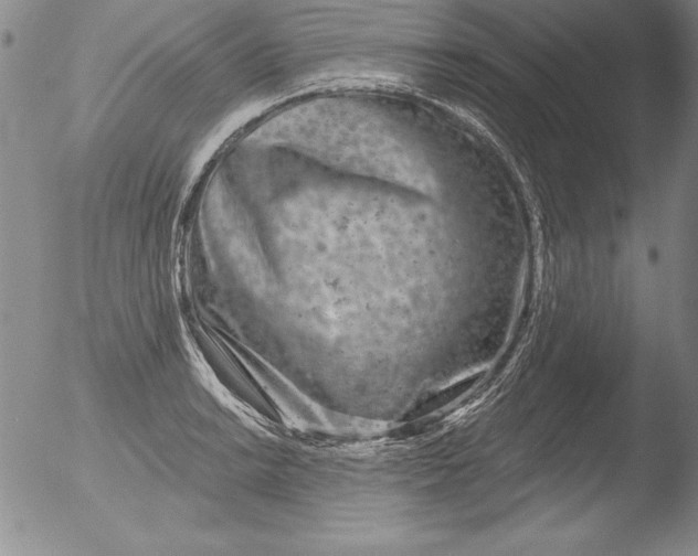 X0000051861038200507081817