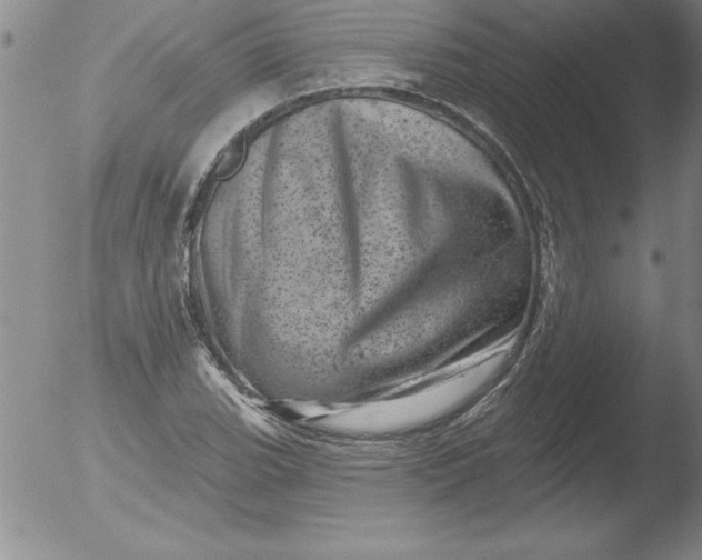 X0000051861119200507081815