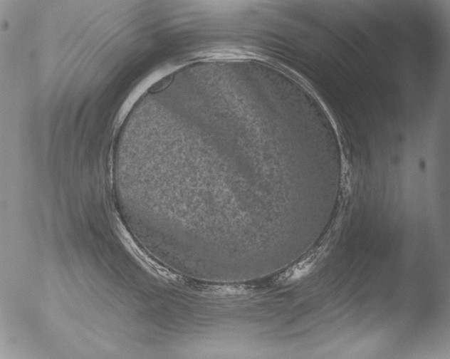 X0000051861195200507081815