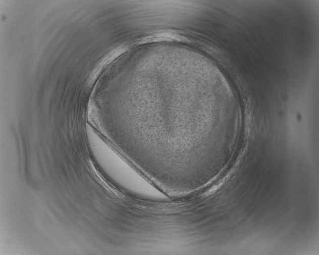 X0000051861233200507081814