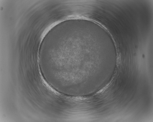 X0000051861239200507081814