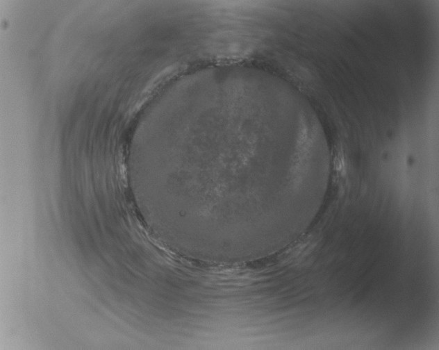 X0000051861252200507081814