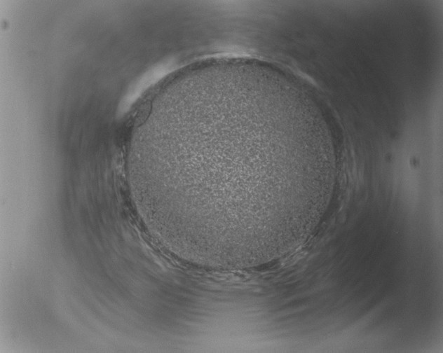 X0000051861255200507081814