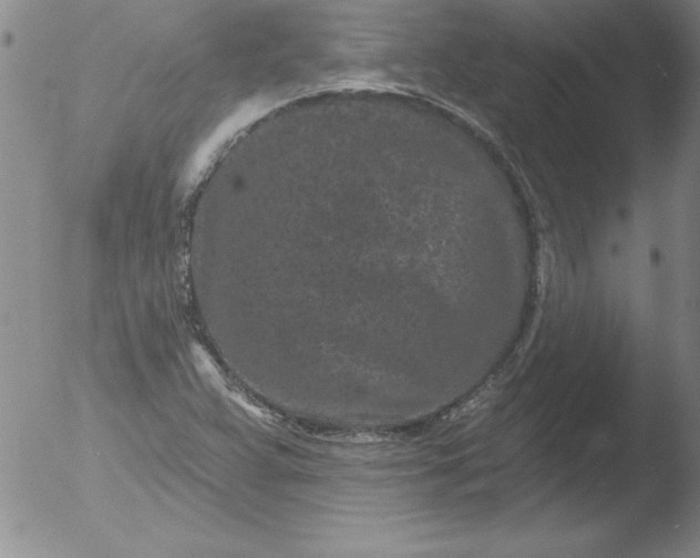 X0000051861359200507081812