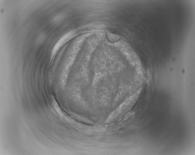 X0000051860004200507151832