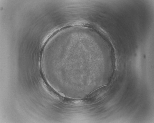 X0000051860059200507151831