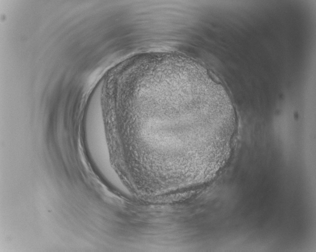 X0000051860145200507151829