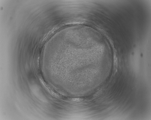 X0000051860153200507151829