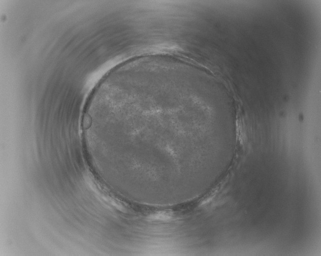 X0000051860196200507151829