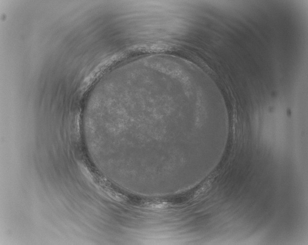 X0000051860206200507151829